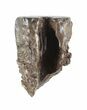 Triceratops Shed Tooth - Montana #50928-1